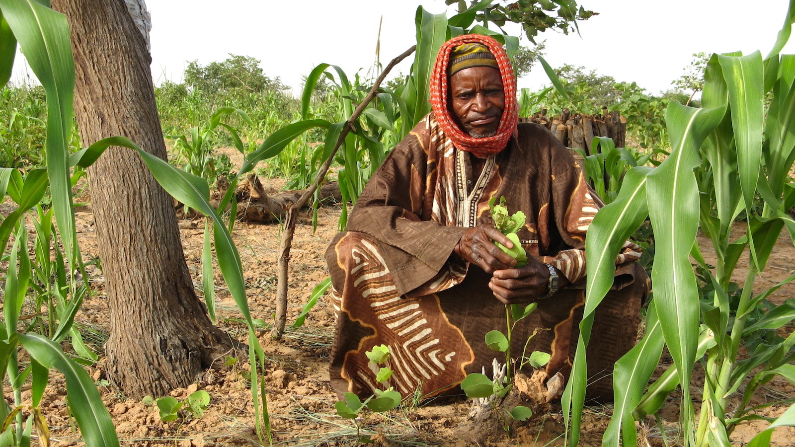 As Africa Loses Forest, Its Small Farmers Are Bringing Back Trees