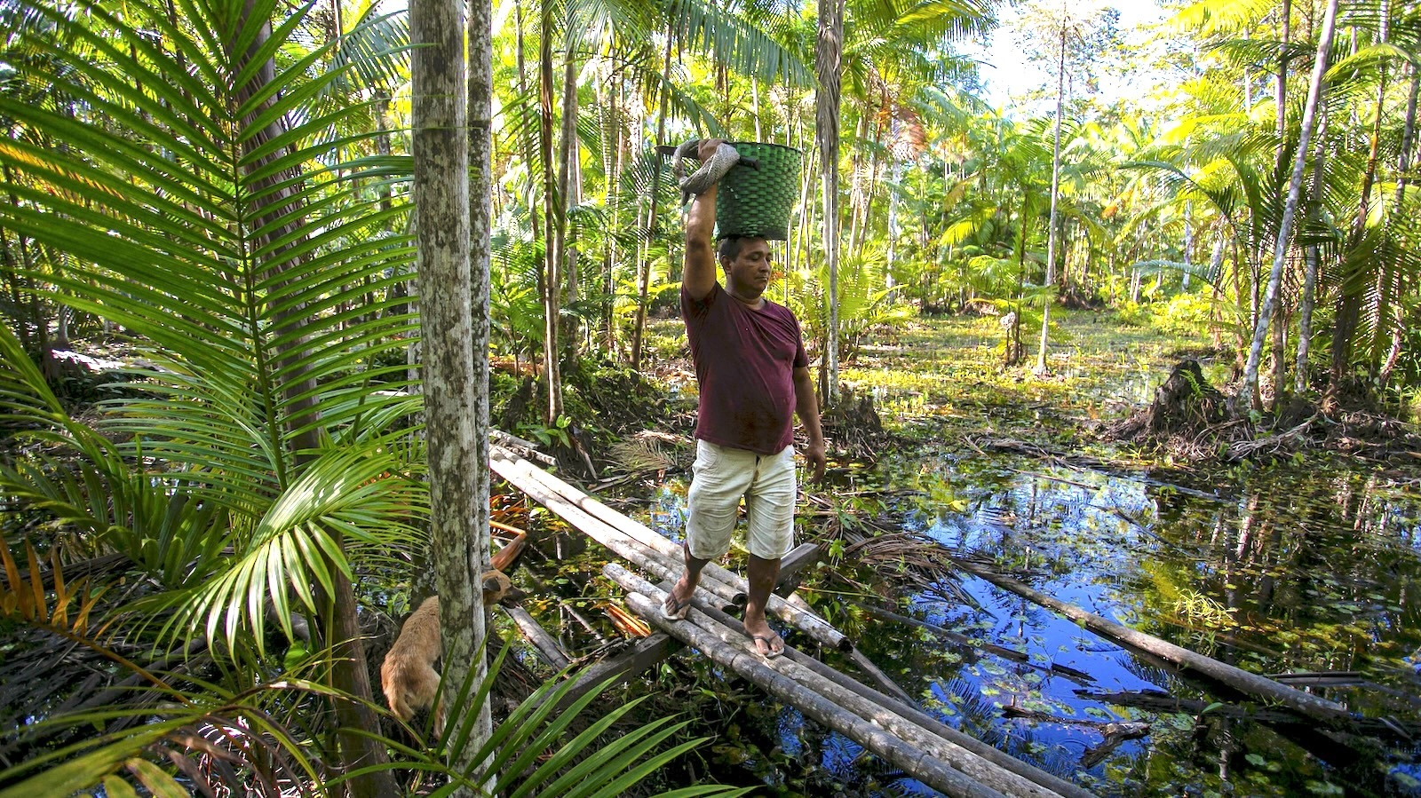 Brazil Hopes to Make the Amazon a Model for a Green Economy