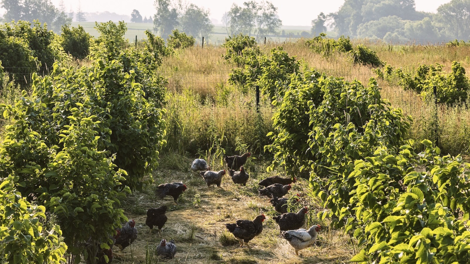 How Agroforestry Could Help Revitalize America’s Corn Belt