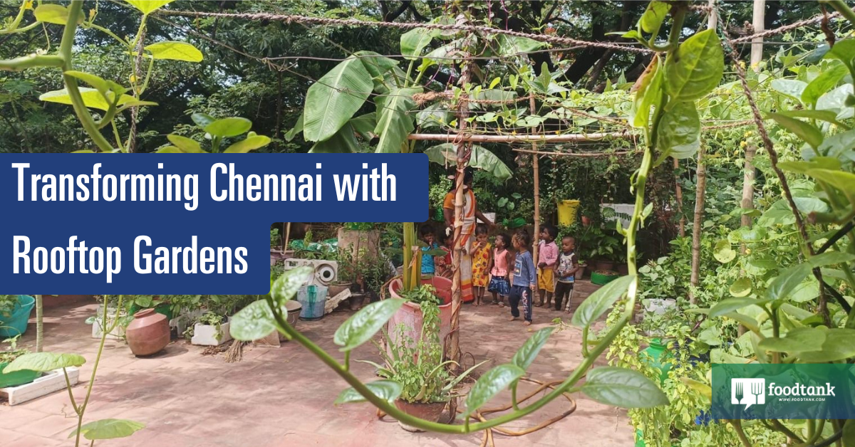 Reworking Chennai with Rooftop Gardens – Meals Tank